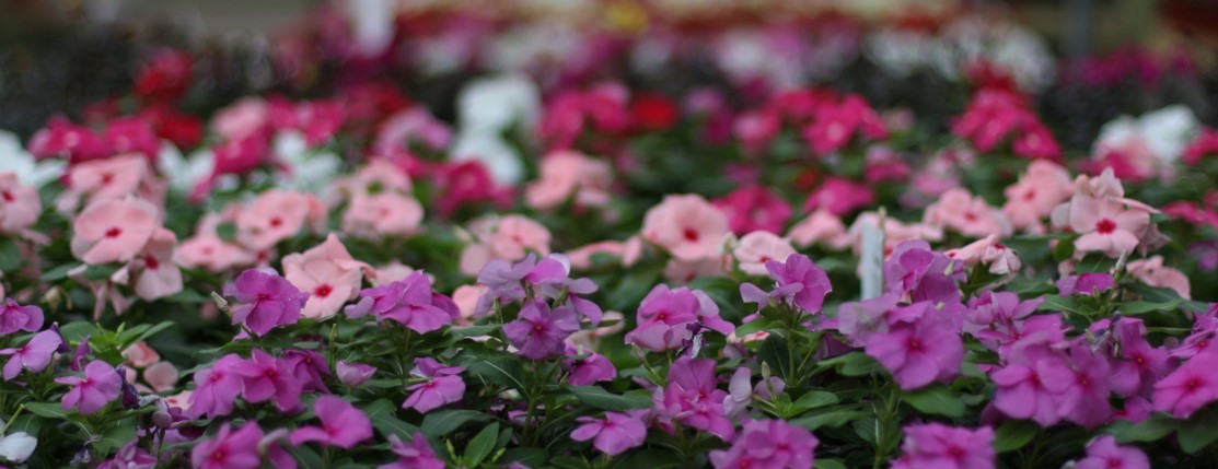 Denny McKeown's Bloomin Garden Centre and Landscape