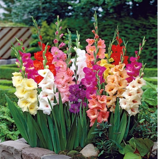 Gladiolus mixed colors