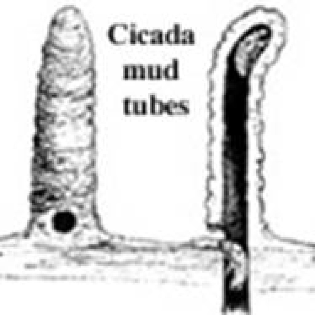 Cicadas mud tubes